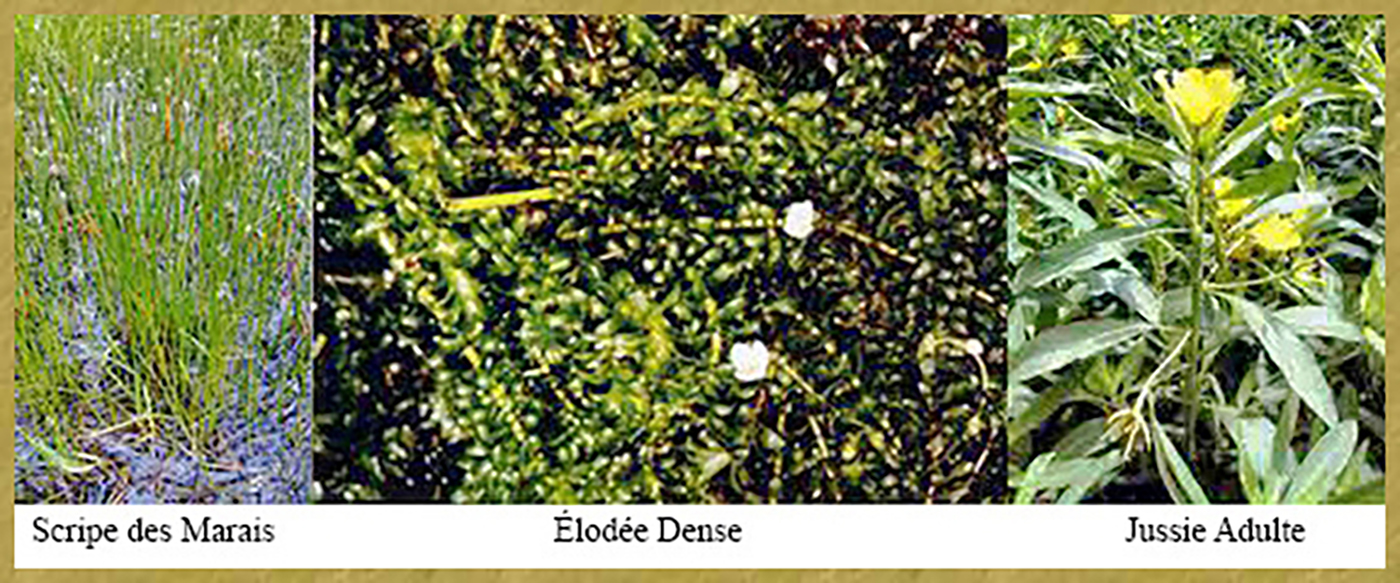 Scripe -Élodée – Jussie - Histoire de Glénac Scripe